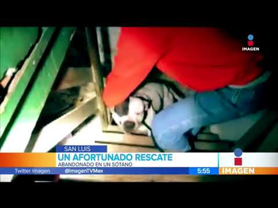 ¡Rescatan a perro Pitbull encerrado en sótano! | Noticias con Francisco Zea
