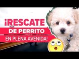 Rescate de perro en plena avenida en San Luis Potosí | Noticias con Yuriria Sierra