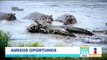 Hipopótamos enfrentan a cocodrilos a muerte | Noticias con Francisco Zea