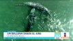 Una ballena gris fue captada desde un dron en la playa Malibú | Noticias con Francisco Zea