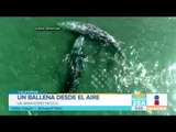 Una ballena gris fue captada desde un dron en la playa Malibú | Noticias con Francisco Zea