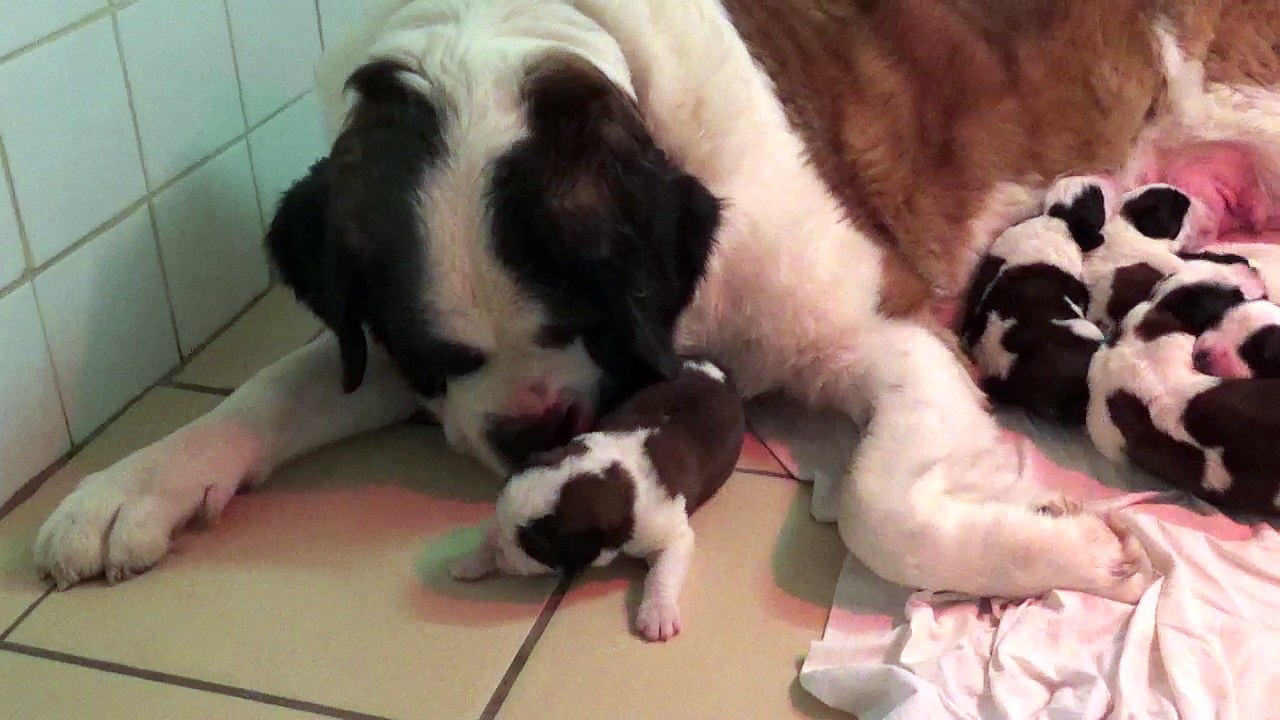 Vidéo du23/09/2018 [Portée du17/09/2018 Iris / Gump]