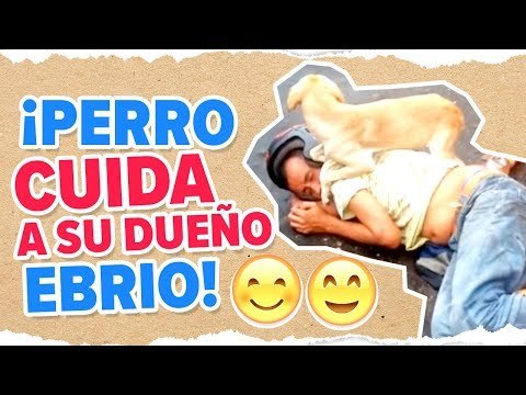 ¡Amigo fiel! Perro cuida a su amo borracho | Noticias con Francisco Zea