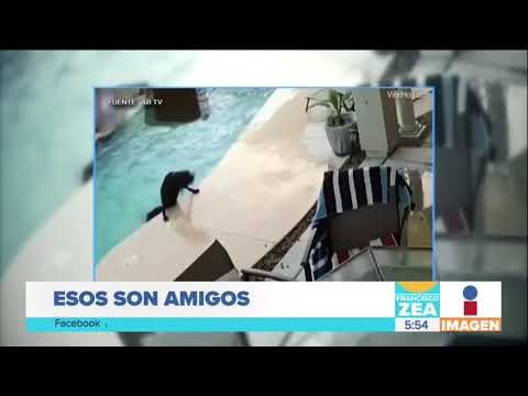 Perro salta a una alberca para salvar la vida de su amigo | Noticias con Francisco Zea