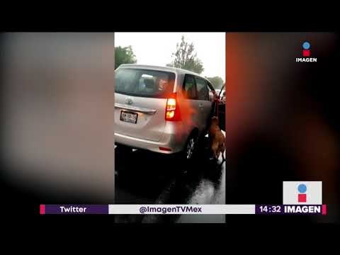 Dueños de Moka , el perro arrastrado desde el coche, dan su versión | Noticias con Yuriria Sierra