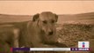 Envenenan con agua contaminada a perros en Durango | Noticias con Yuriria Sierra