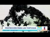 México tiene 32 campamentos para proteger a las tortugas marinas | Noticias con Francisco Zea