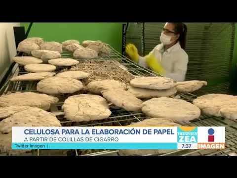 Universitario elabora celulosa para fabricar papel con colillas de cigarro | Noticias con Francisco