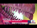 El dinosaurio de la Patagonia | Noticias con Yuriria Sierra