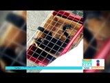 Rescatan a un cachorro de león y un mono araña en Tepito | Noticias con Francisco Zea