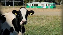 Cow From Ohio Suddenly Famous