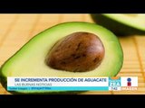 Incrementa producción de aguacate en Michoacán | Noticias con Francisco Zea