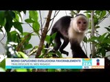 Mono capuchino de Las Lomas, a punto de padecer diabetes | Noticias con Francisco Zea
