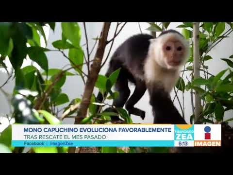 Mono capuchino de Las Lomas, a punto de padecer diabetes | Noticias con Francisco Zea