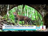 Aumenta la población de Jaguar en México | Noticias con Francisco Zea