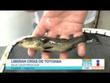 Liberan 40.000 mil crías de pez totoaba en el Mar de Cortés | Noticias con Francisco Zea