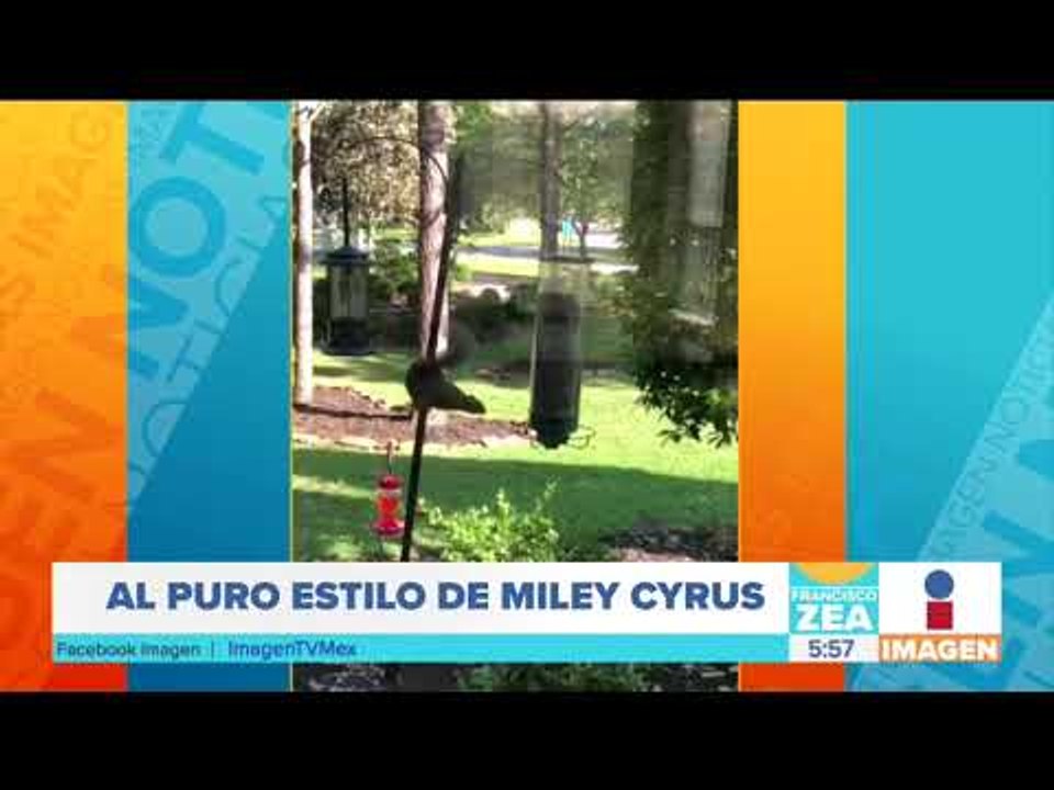 Captan a una ardilla bailando "Wrecking Ball" de Miley Cyrus | Noticias con Francisco Zea