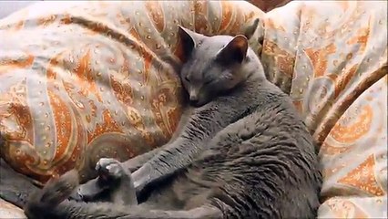 熊本地震余震にビビる猫