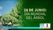 Hoy se celebra el Día Mundial del Árbol | Noticias con Francisco Zea