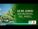 Hoy se celebra el Día Mundial del Árbol | Noticias con Francisco Zea