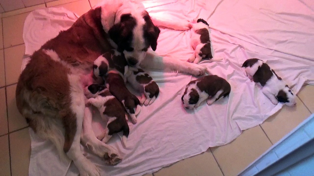 Vidéo du 30/09/2018 [Portée du 17/09/2018 Iris / Gump]