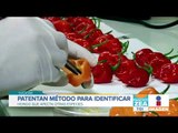 Yucatecos patentan método para detectar hongo en frutas y verduras | Noticias con Francisco Zea