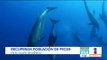 Científicos reportan recuperación del ecosistema en el Golfo de México | Noticias con Paco Zea