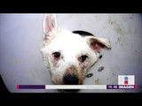 Este perrito maltratado busca un hogar ¿Conoces a alguien que lo quiera? | Noticias con Yuriria