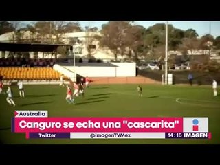 Canguro se mete a partido de fútbol | Noticias con Yuriria Sierra
