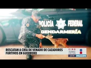 Rescatan a un venado en Guerrero | Noticias con Ciro