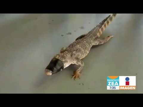 Capturan a un cocodrilo en el patio de una casa | Noticias con Francisco Zea