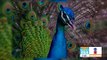 Preparan el Congreso para el Estudio y Conservación de las Aves en México | Noticias con Paco Zea