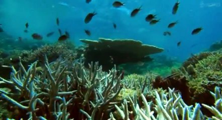 Great Barrier Reef S01 - Ep01 Nature's Miracle - Part 01 HD Watch