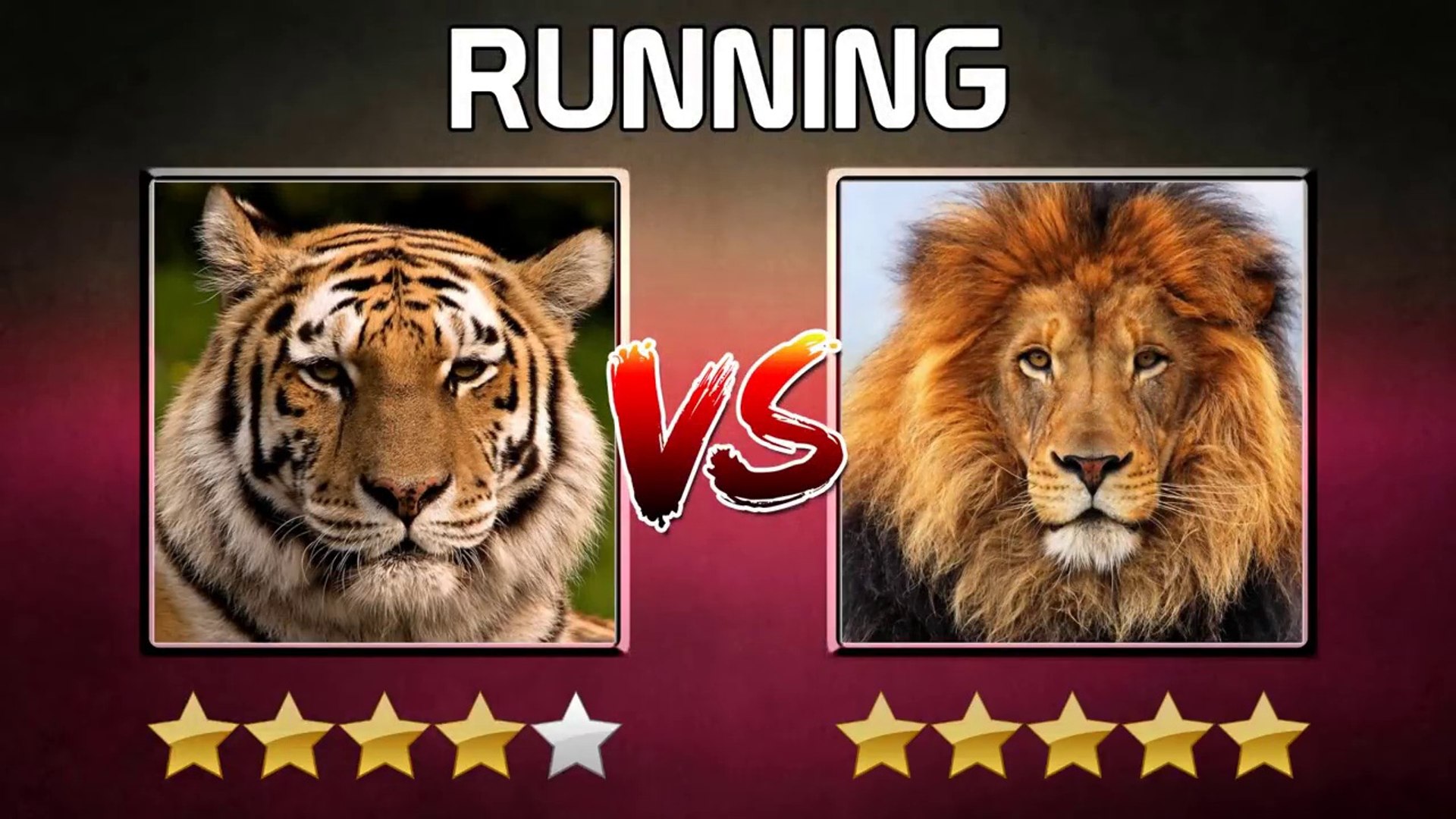 Tiger Vs Lion Who Are The Strongest Compitision 2018 Video