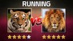 Tiger VS Lion - Who are the Strongest compitision  2018