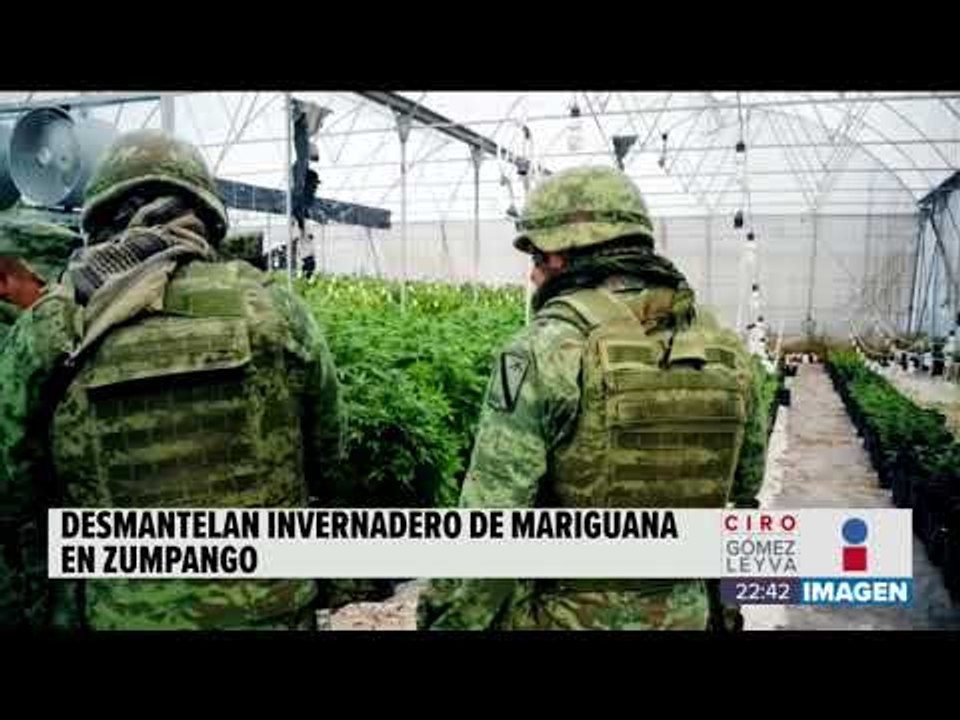 Aseguran invernadero de marihuana en el Estado de México | Noticias con Ciro Gómez L.