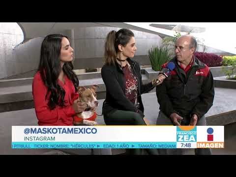 Este hermoso perrito está en búsqueda de una nueva familia | Noticias con Francisco Zea