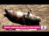 Aparece otro manatí muerto, ahora en Tabasco | Noticias con Yuriria Sierra