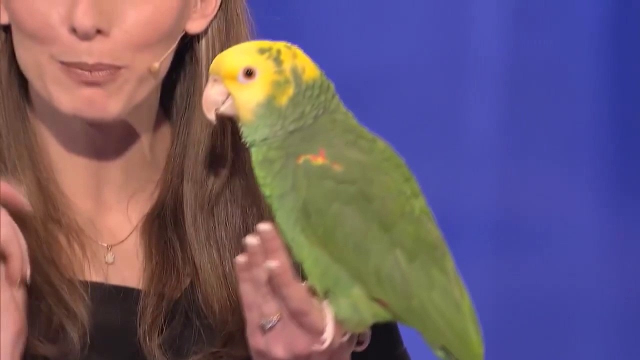 Speaking Parrot