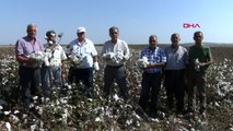 Adana Pamuk Üreticisi Rekolteden Memnun, Fiyatlar Düşündürüyor