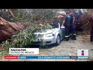Caída de un árbol mató a una familia