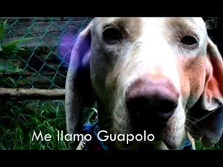 Qué necesitas para adoptar a un perro; esto te van a preguntar | Noticias con Francisco Zea