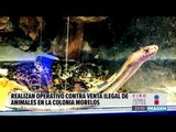 Gran decomiso de cocodrilos, reptiles y tortugas en mercado Morelos | Noticias con Ciro