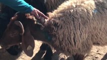 Sokak Köpekleri Koyun Sürüsüne Saldırdı,30 Koyun Telef Oldu
