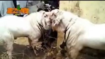 Funny||Tezabi Totey||Very Funny||Bakra Eid