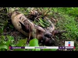 Manatíes en Tabasco están muriendo misteriosamente; nadie sabe por qué | Noticias con Yuriria