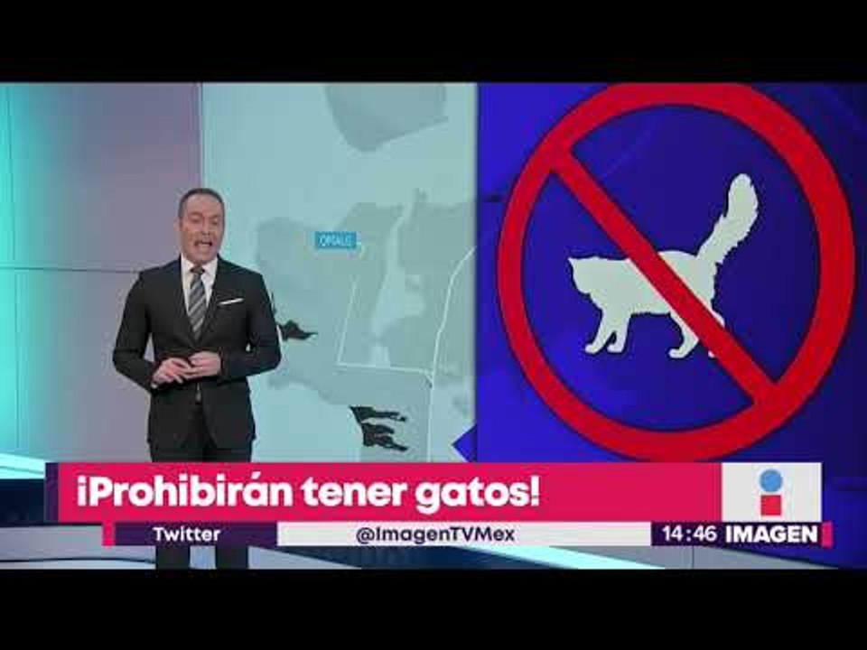 ¡Prohibirán tener gatos en esta ciudad! | Notic...