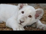 ¡Cachorros de león blanco de Tlaxcala ya tienen nombres! | Noticias con Francisco Zea