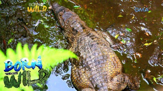 Born to Be Wild: Where did these crocodiles come from?