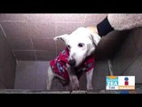 Este perrito se recupera y está listo para ser adoptado | Noticias con Francisco Zea